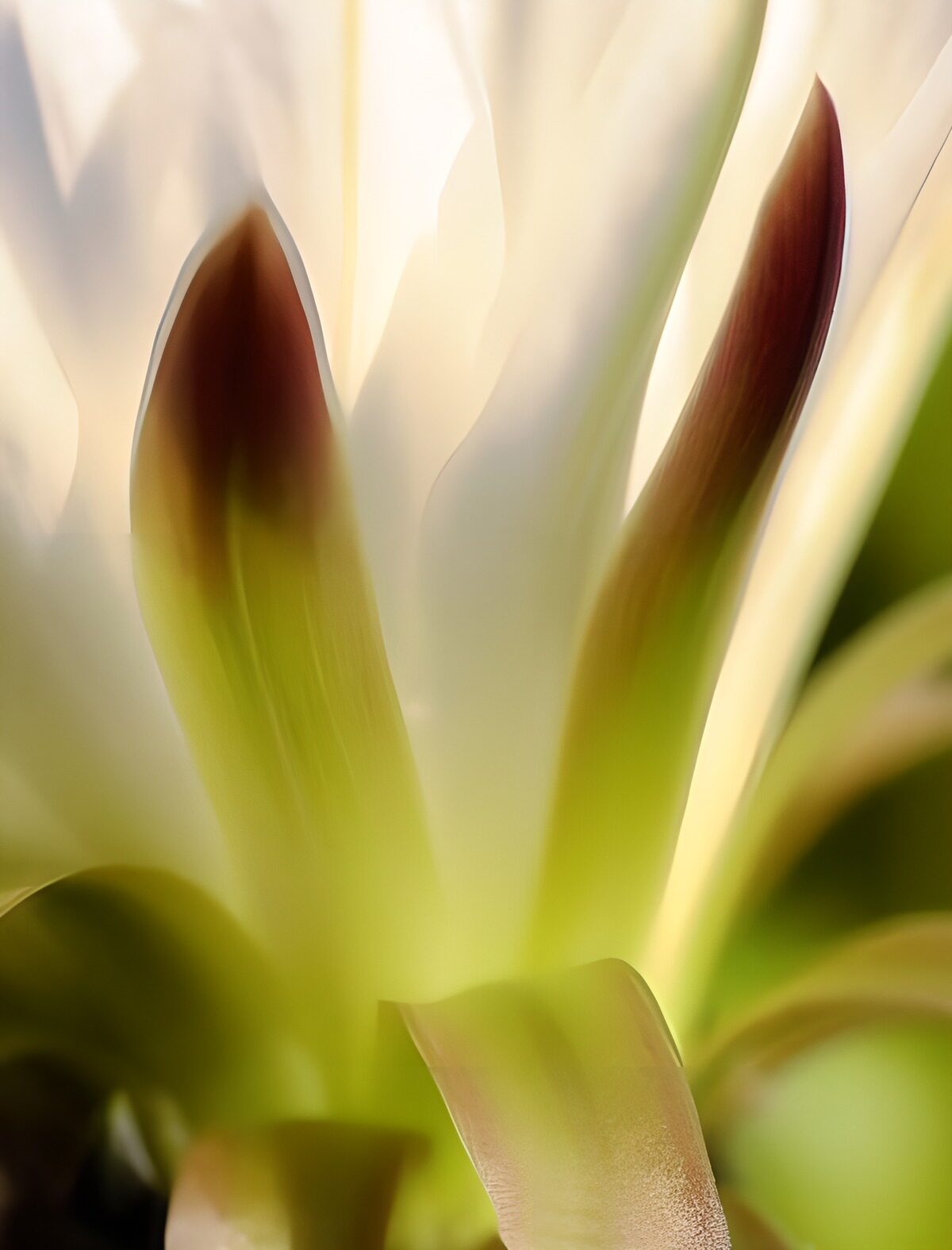 WCUK34272: Flower photo 133