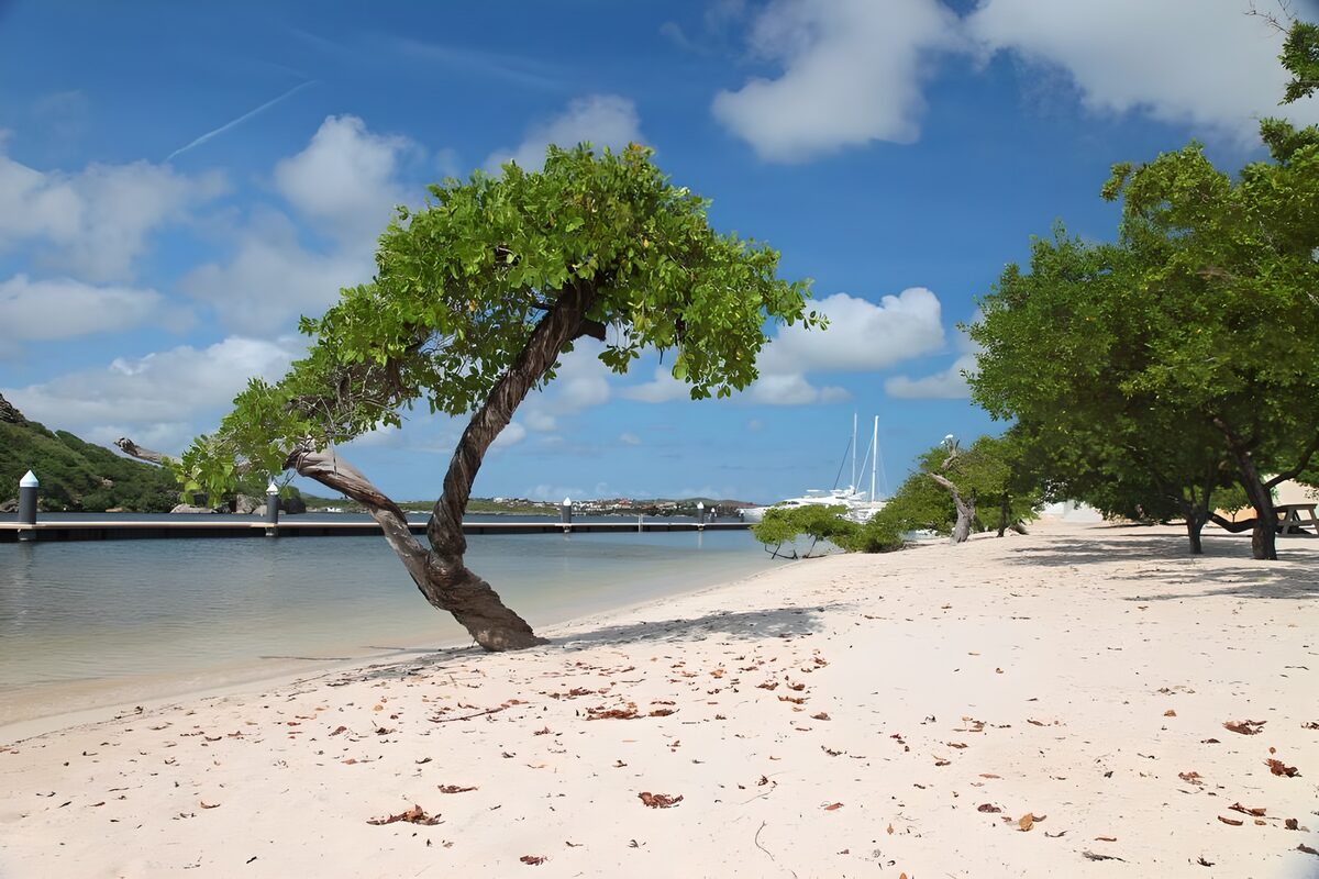 WCUK29188: Tree in water with blue sky
