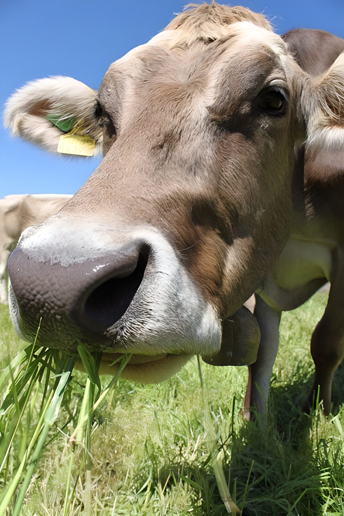 WCUK85072: Grazing cow in field