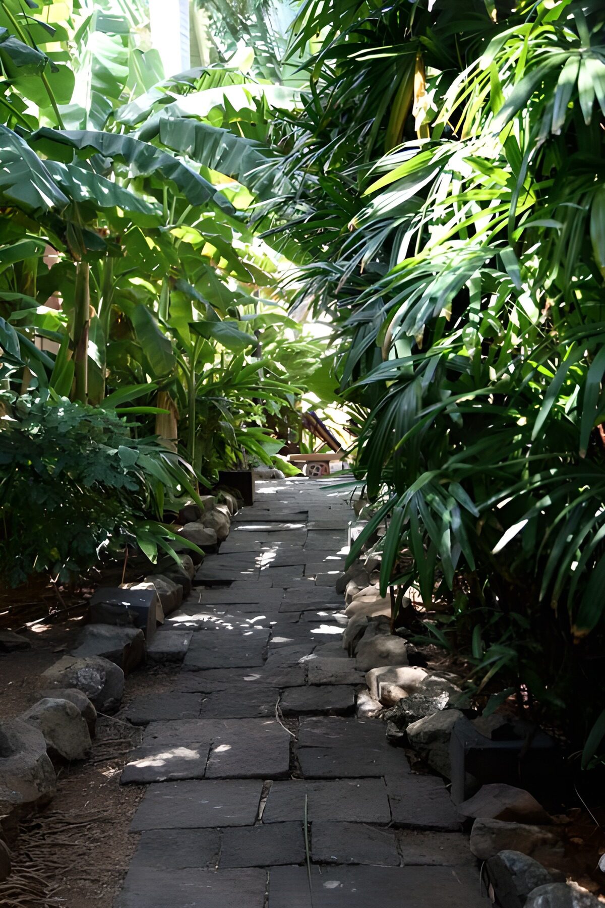 WCUK10434: Path with palm leaves