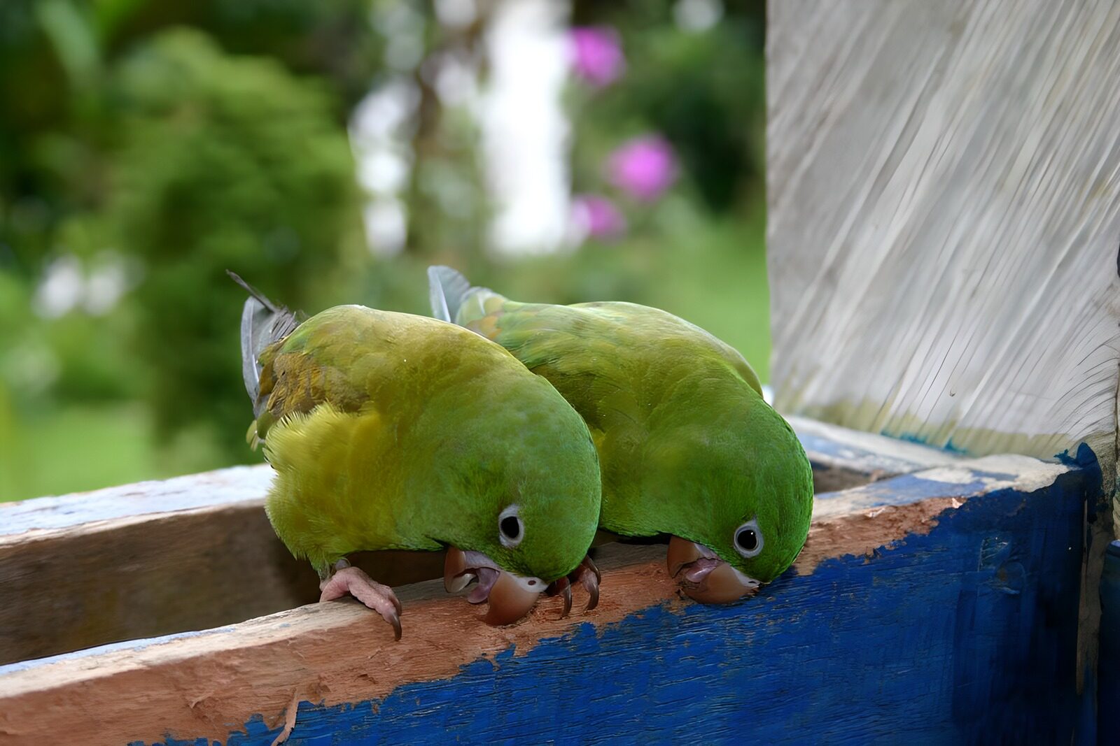 WCUK20034: Two lovebirds on gate