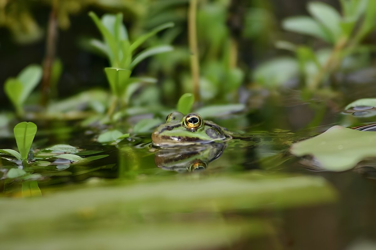 Frog 2