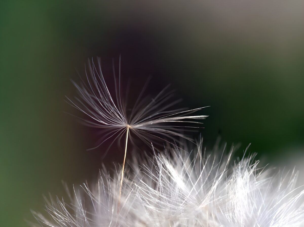 WCUK53090: Flower photo 42