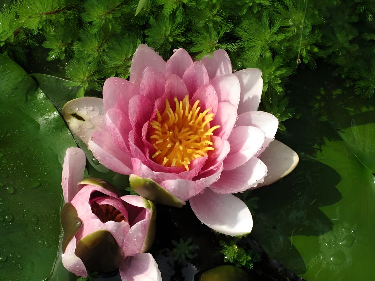 WCUK54918: Pink waterlily