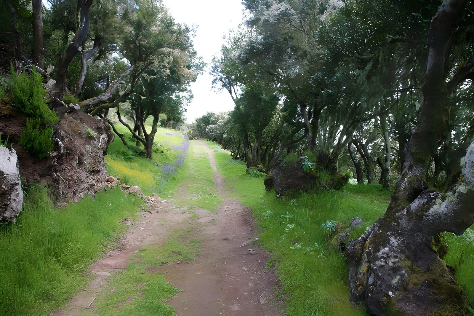WCUK61337: La Gomera 5