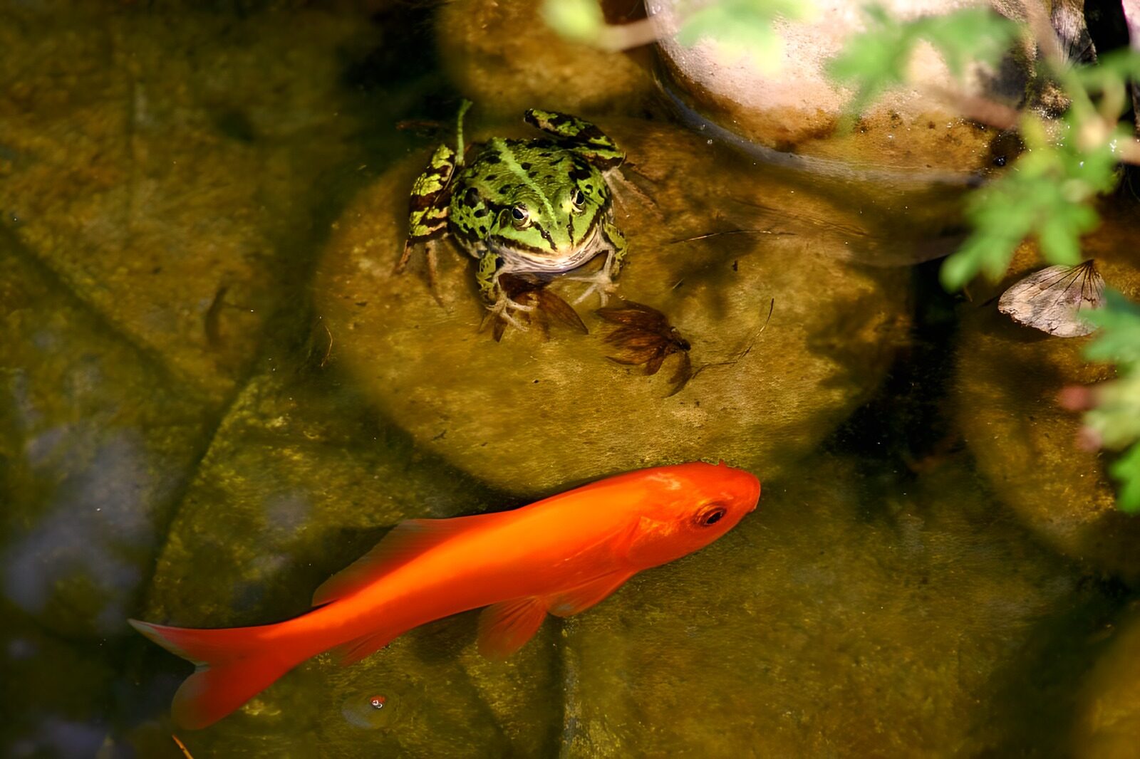 WCUK64449: Frog 6