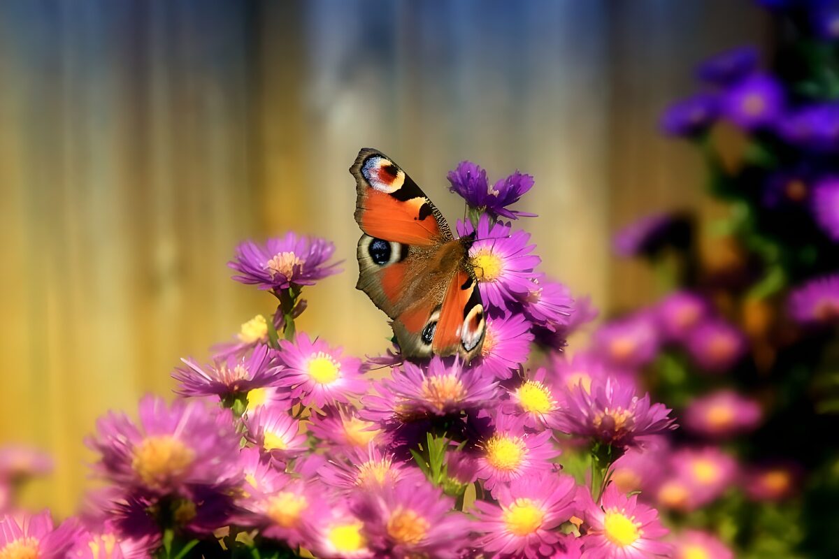 WCUK56520: Butterflies 11