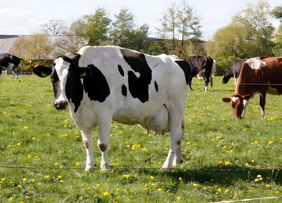WCUK56758: Cows in field  4