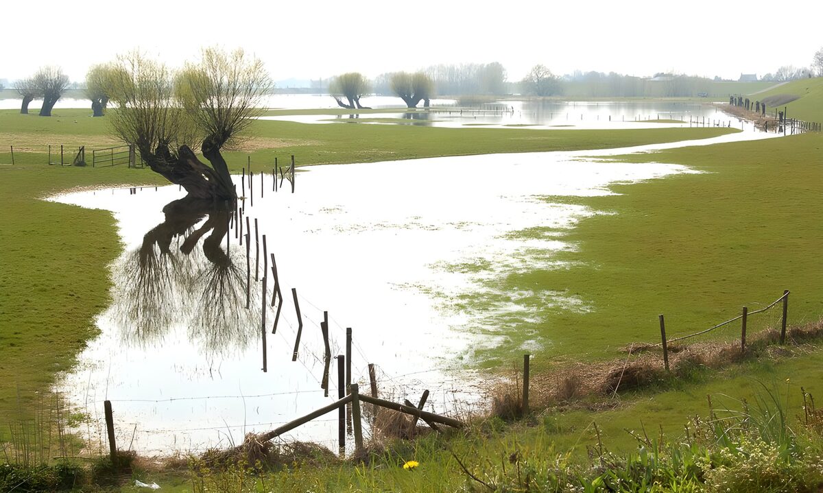 Flooded field with trees version 2