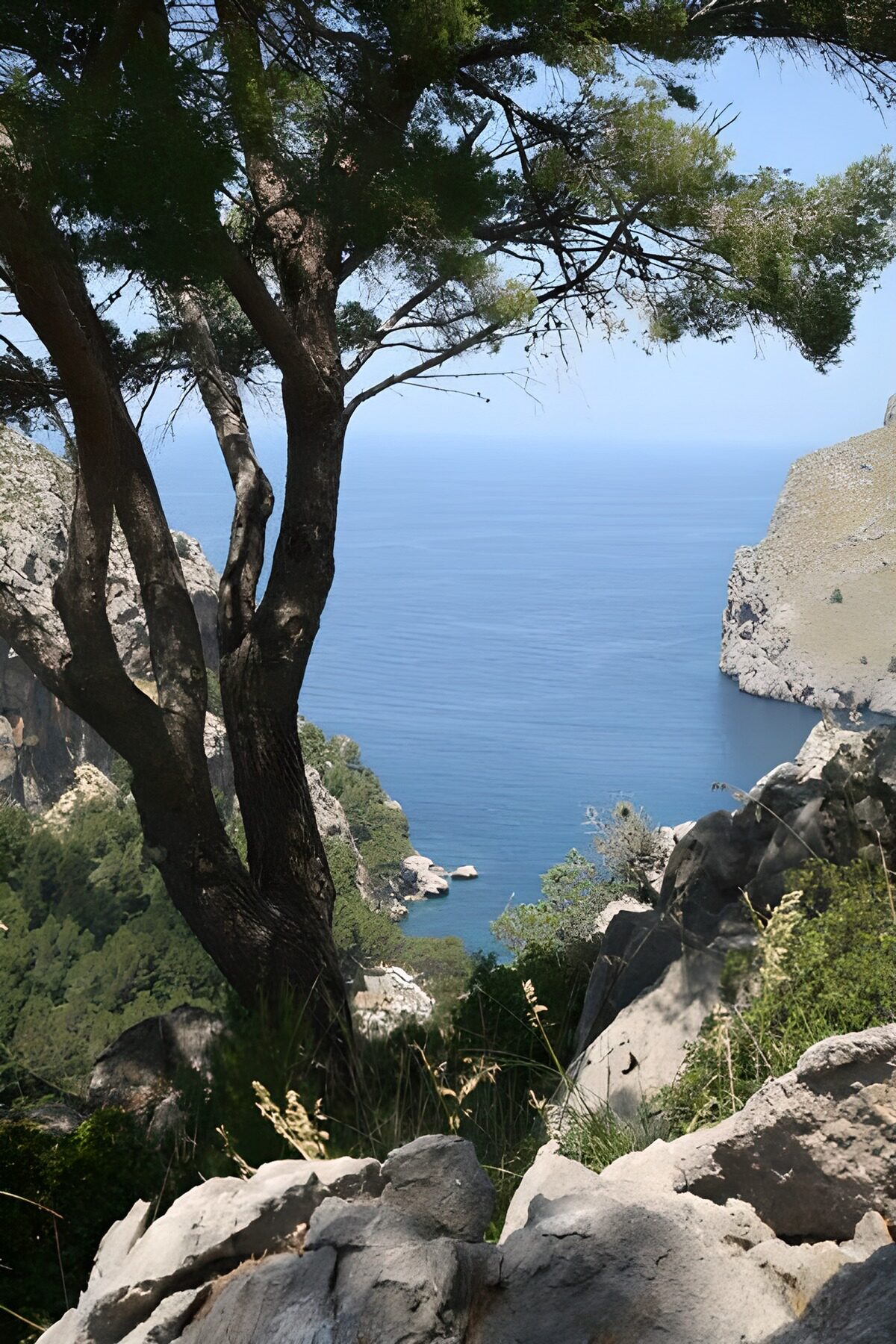 WCUK59172: Panoramic view over sea. Tree in foreground 2