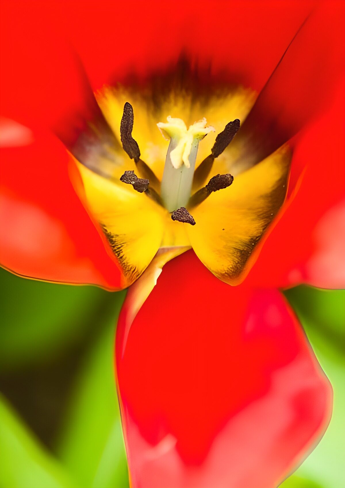 WCUK60559: Flower photo 166