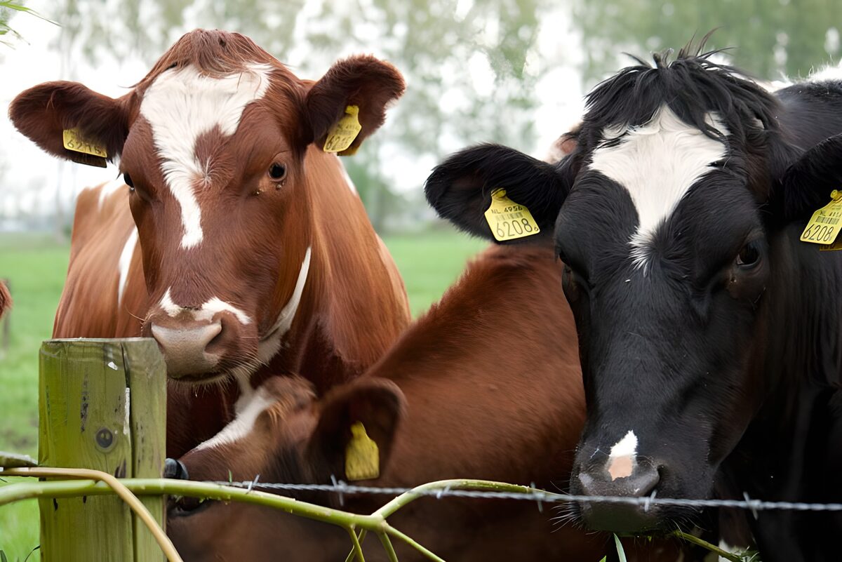 Cow 10