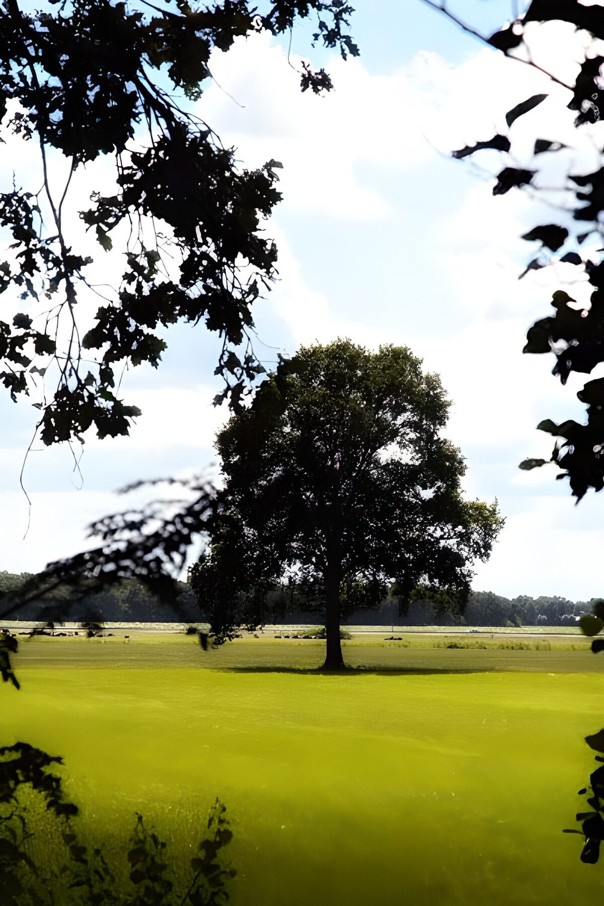 WCUK24421: Forest & Parks 32