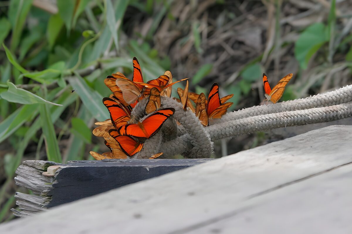 WCUK73801: Butterflies 7