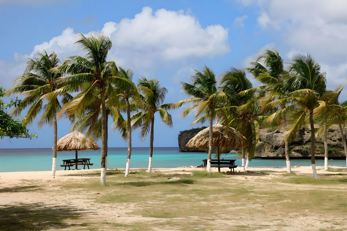 WCUK72004: Palm tree near the beach