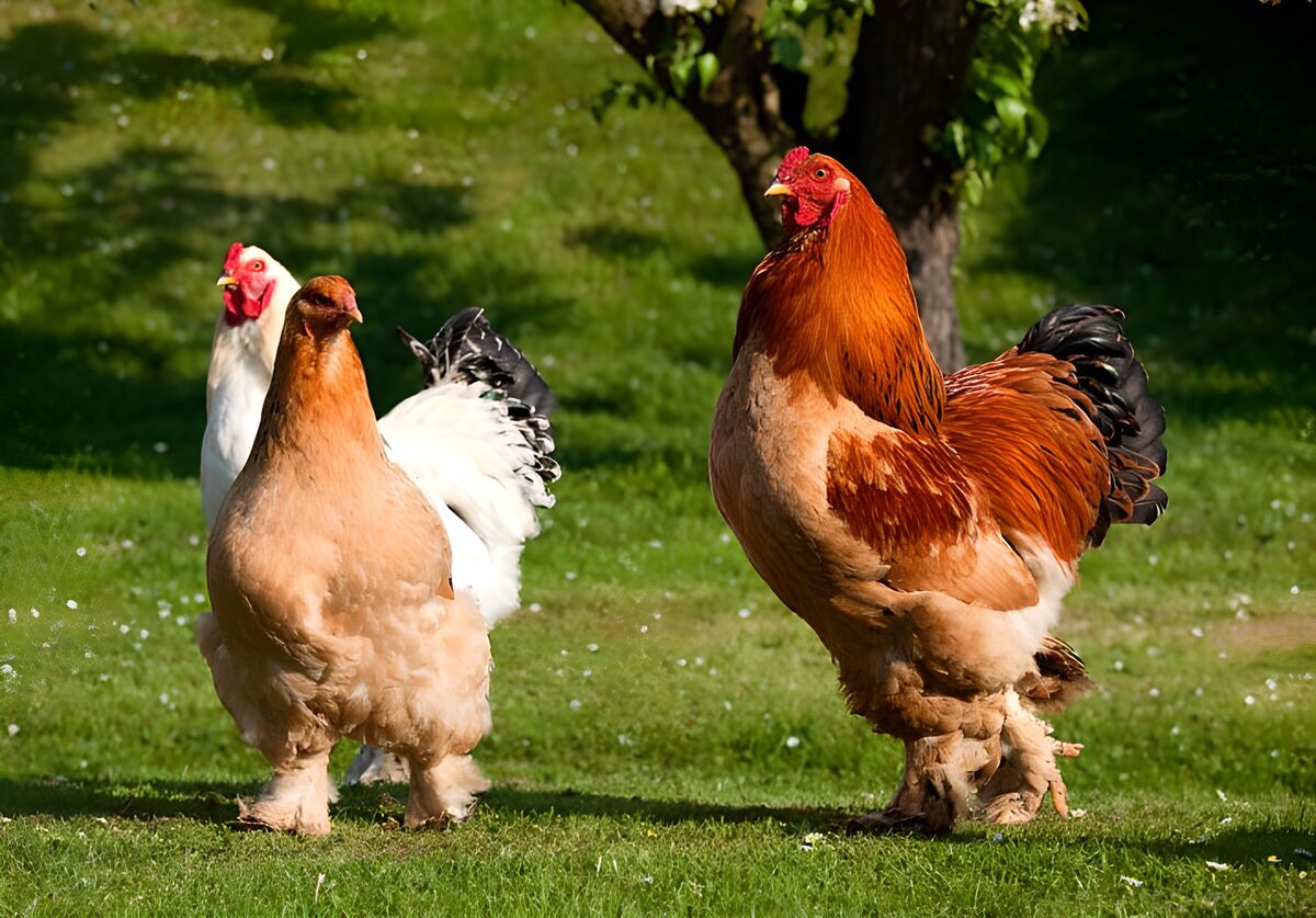 WCUK48717: Chickens and cockerel walking across grass