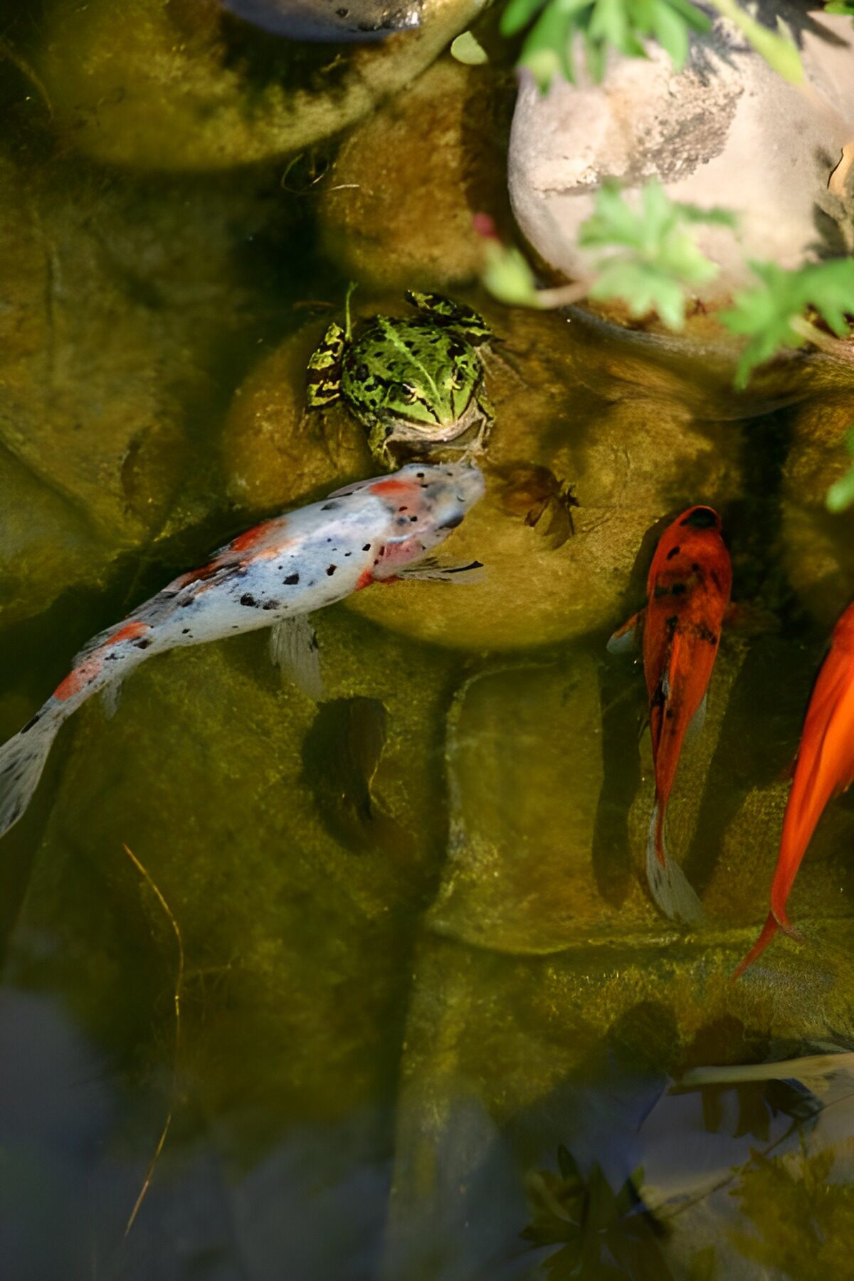 WCUK49818: Frog 7