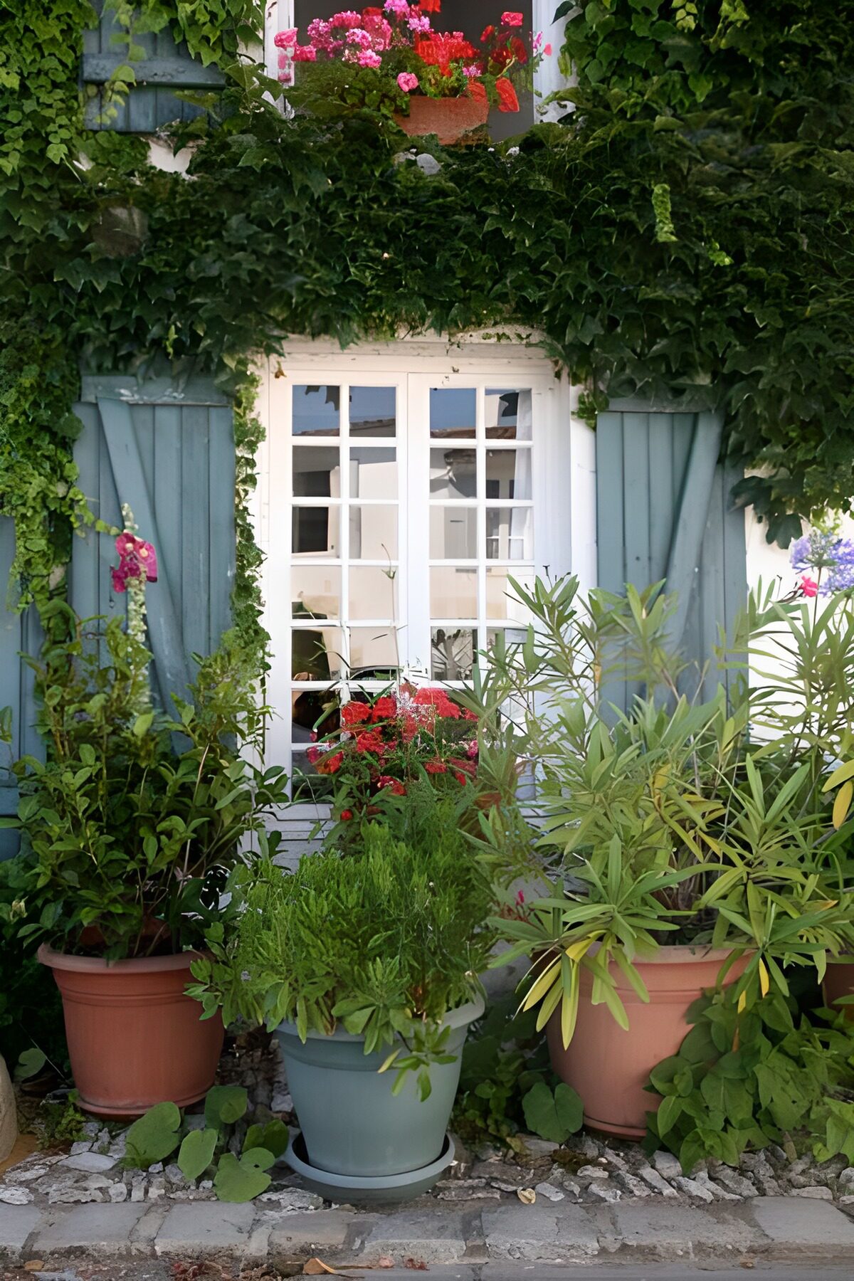 WCUK73498: Flower pots with plants and ivy next to the window