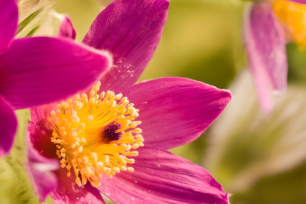 WCUK18073: Flower photo 158