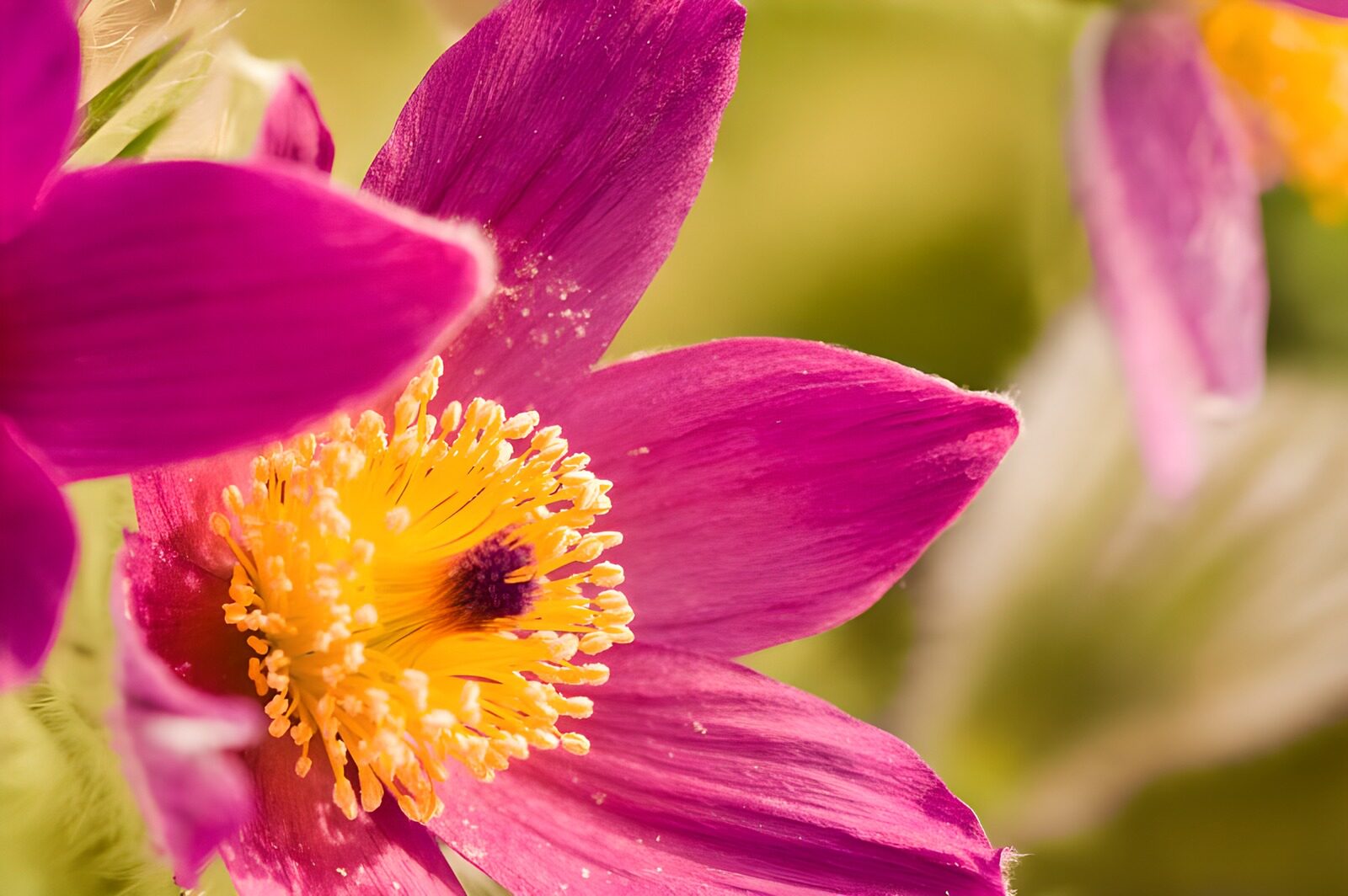 WCUK18073: Flower photo 158