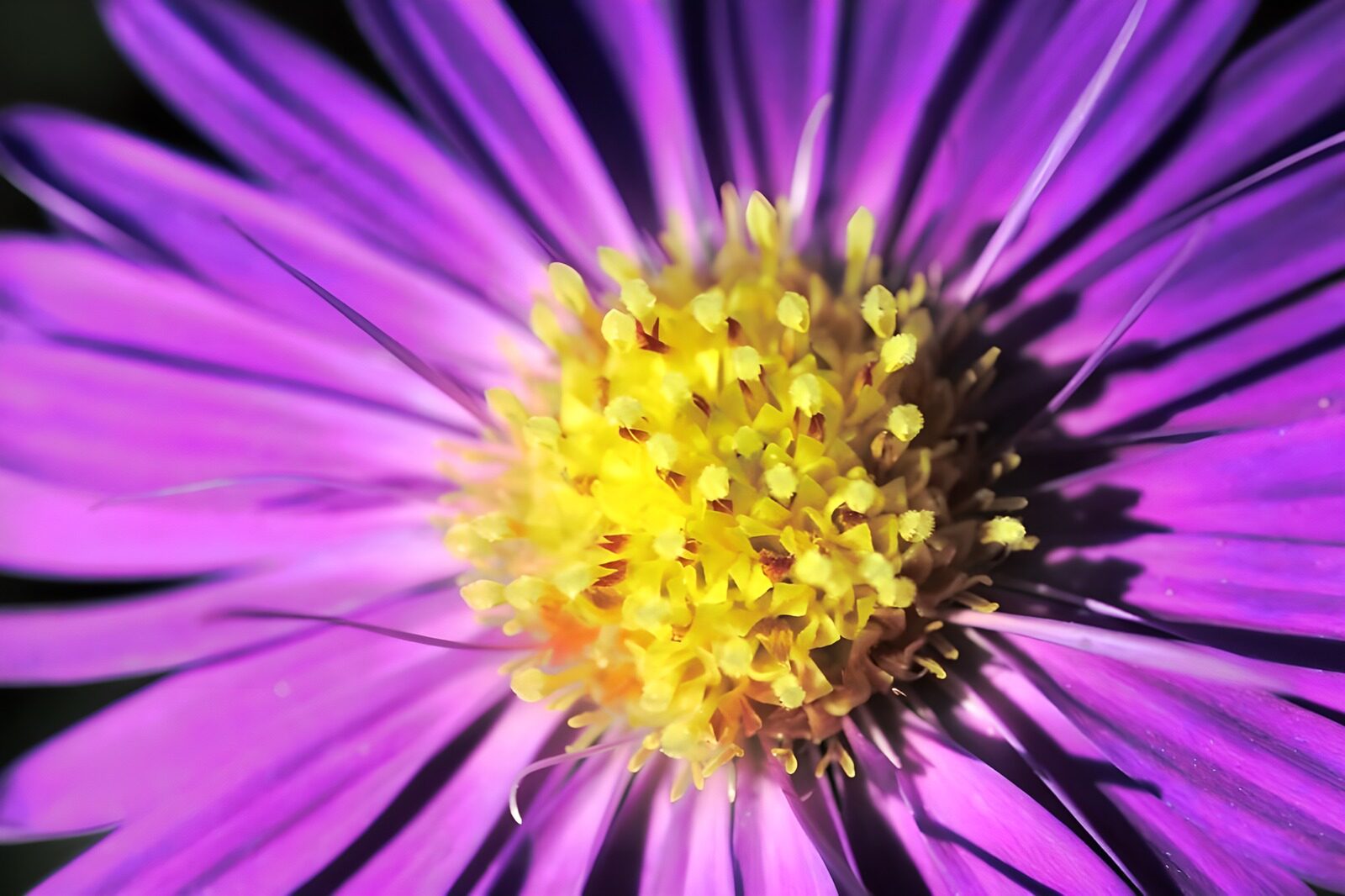 WCUK74611: Flower photo 54