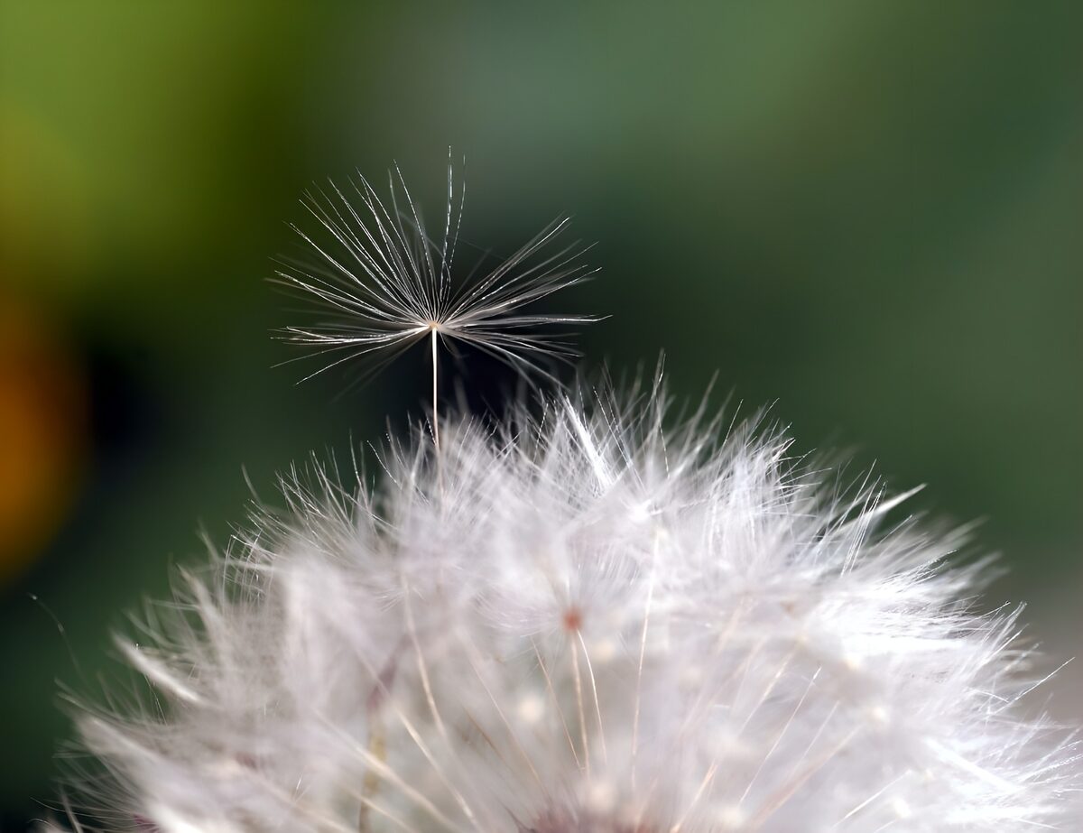 WCUK67406: Flower photo 43
