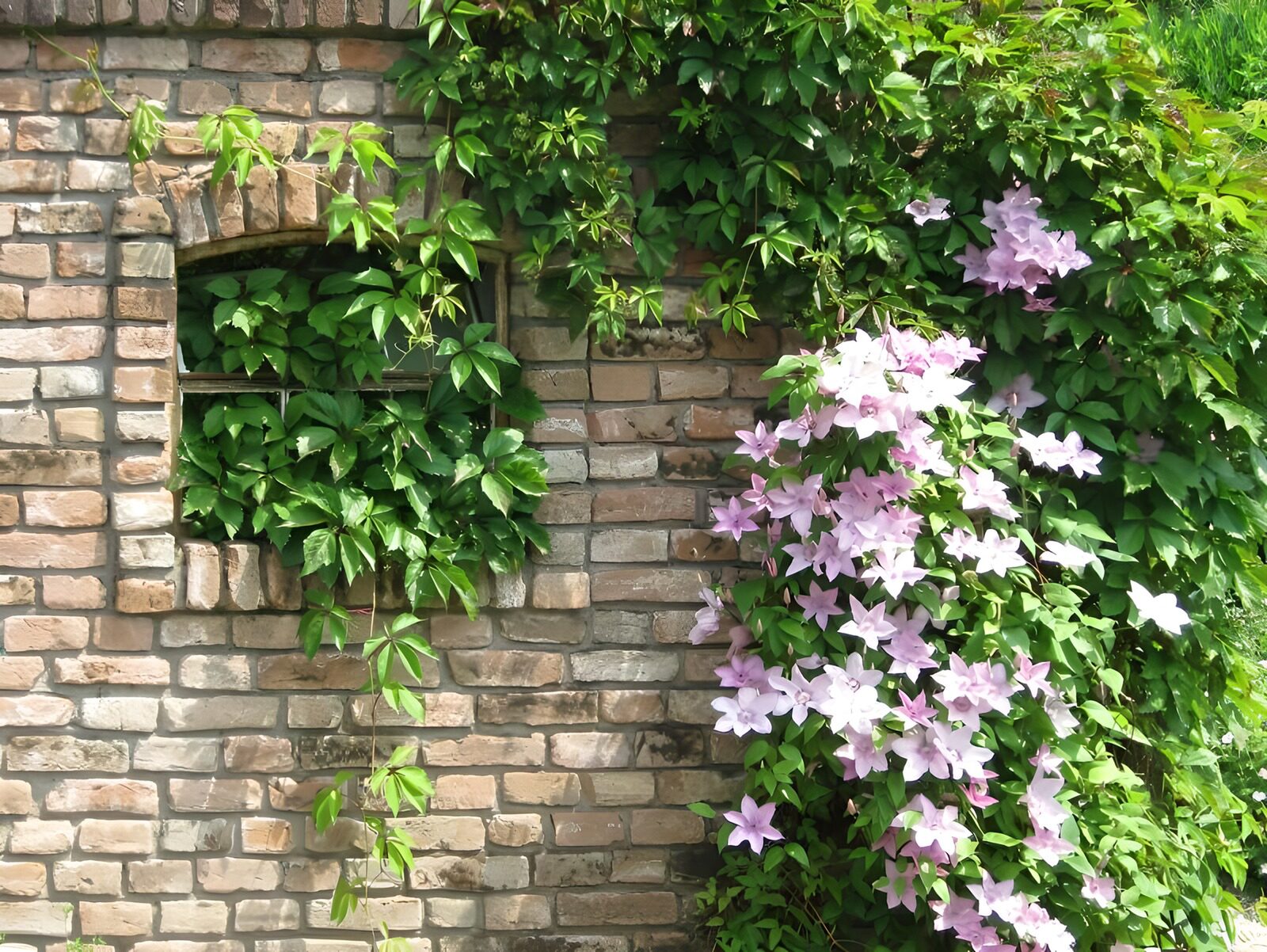 WCUK59985: Old wall  covered with flowers and  ivy.