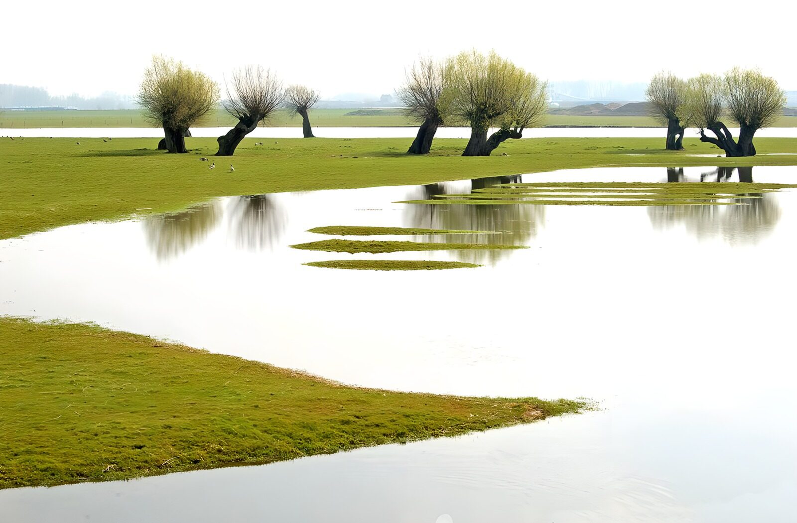 WCUK81040: Flooded field with trees version 1