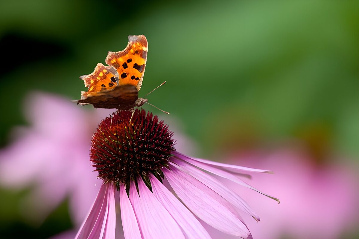 WCUK96037: Butterflies 6
