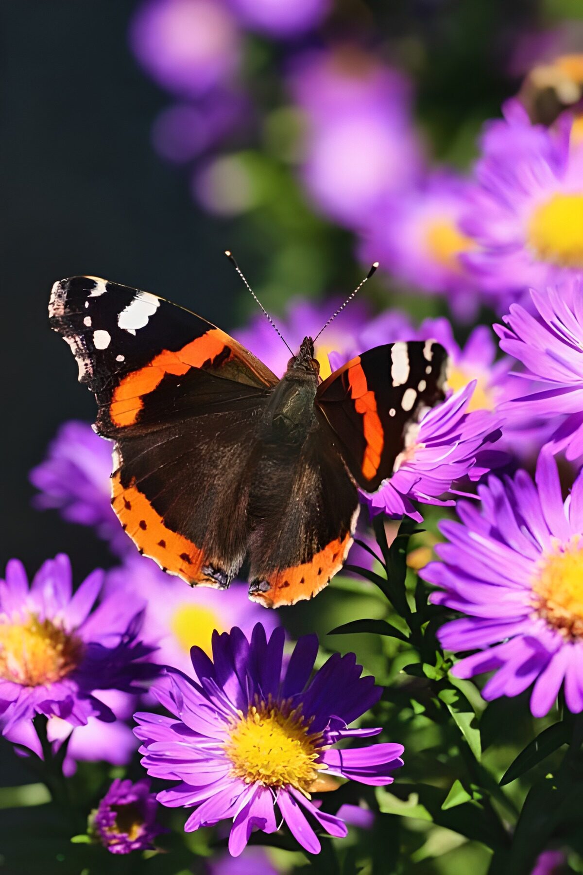 WCUK31849: Butterflies 17