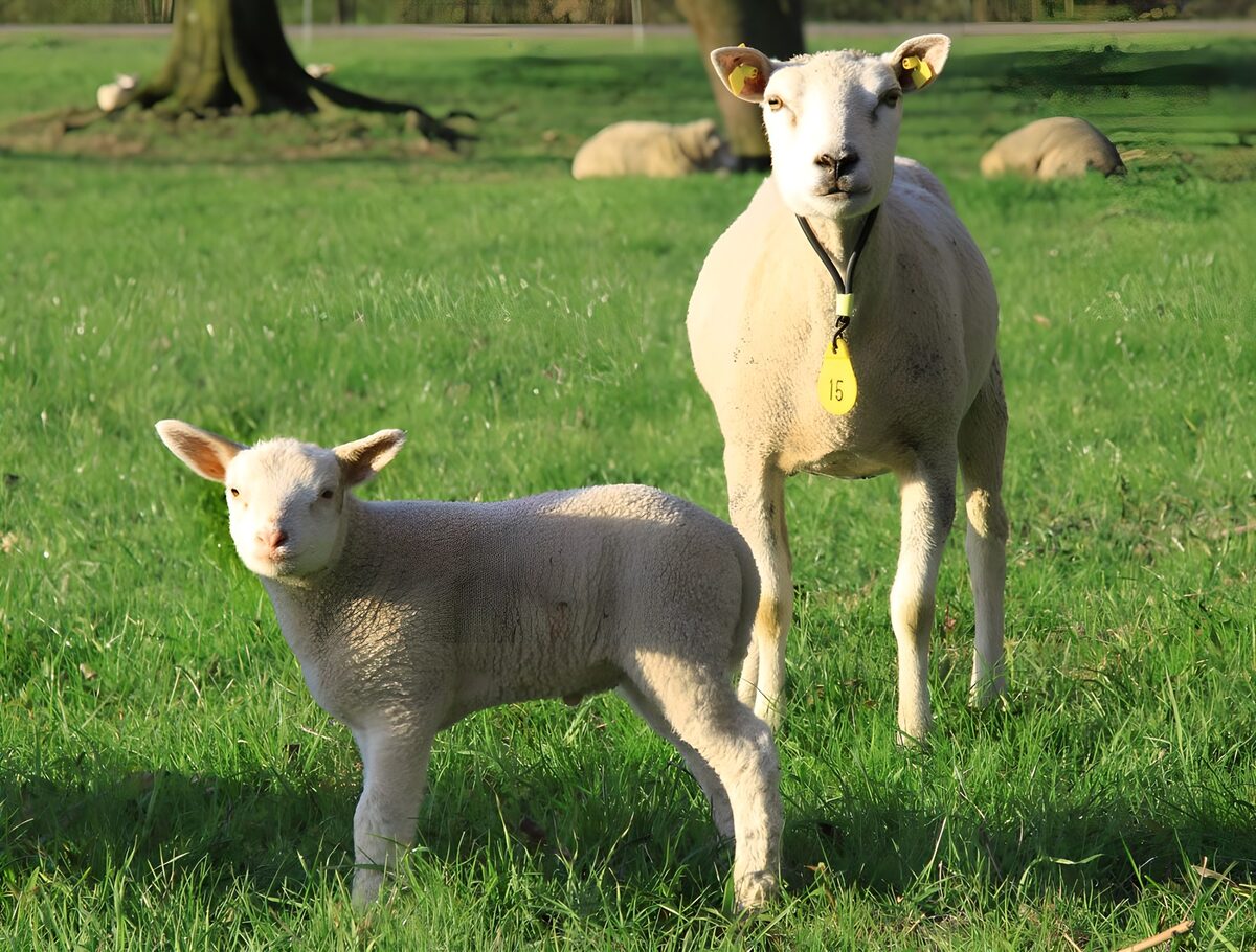 WCUK65507: Two lambs in a field