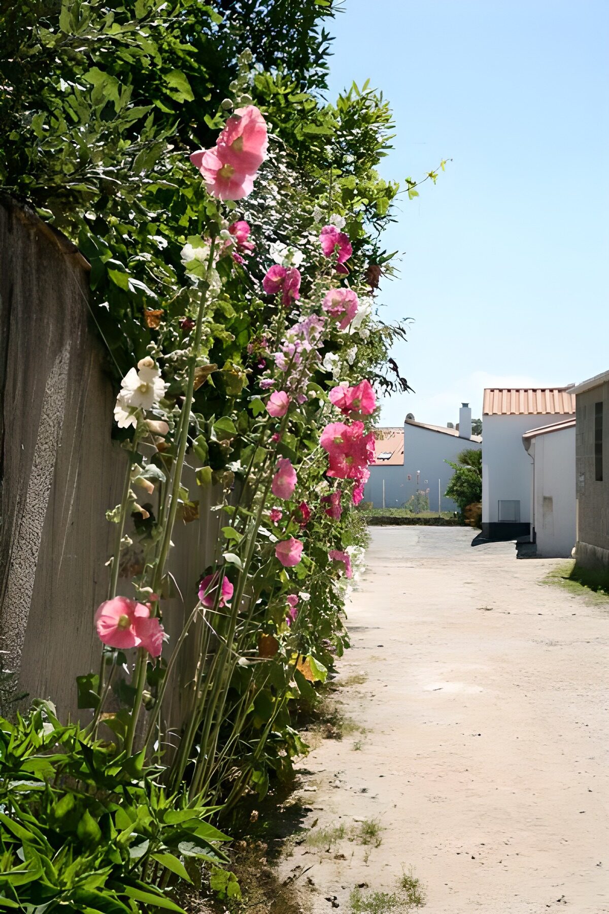 WCUK86184: Some flowers along the road with houses