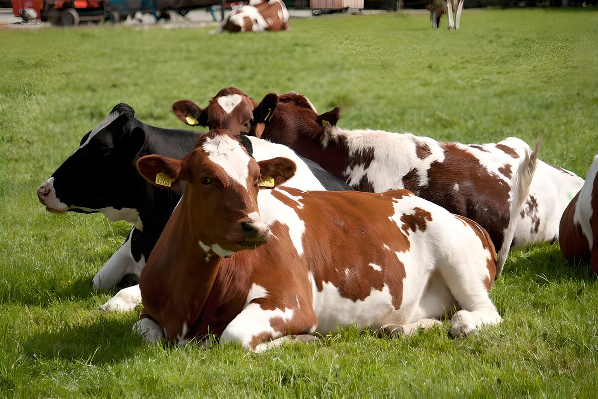 WCUK95676: Cow 14