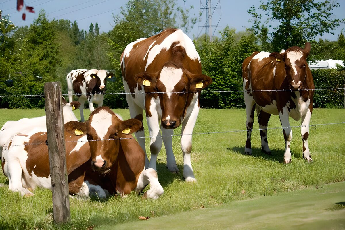 WCUK56839: Cow 16