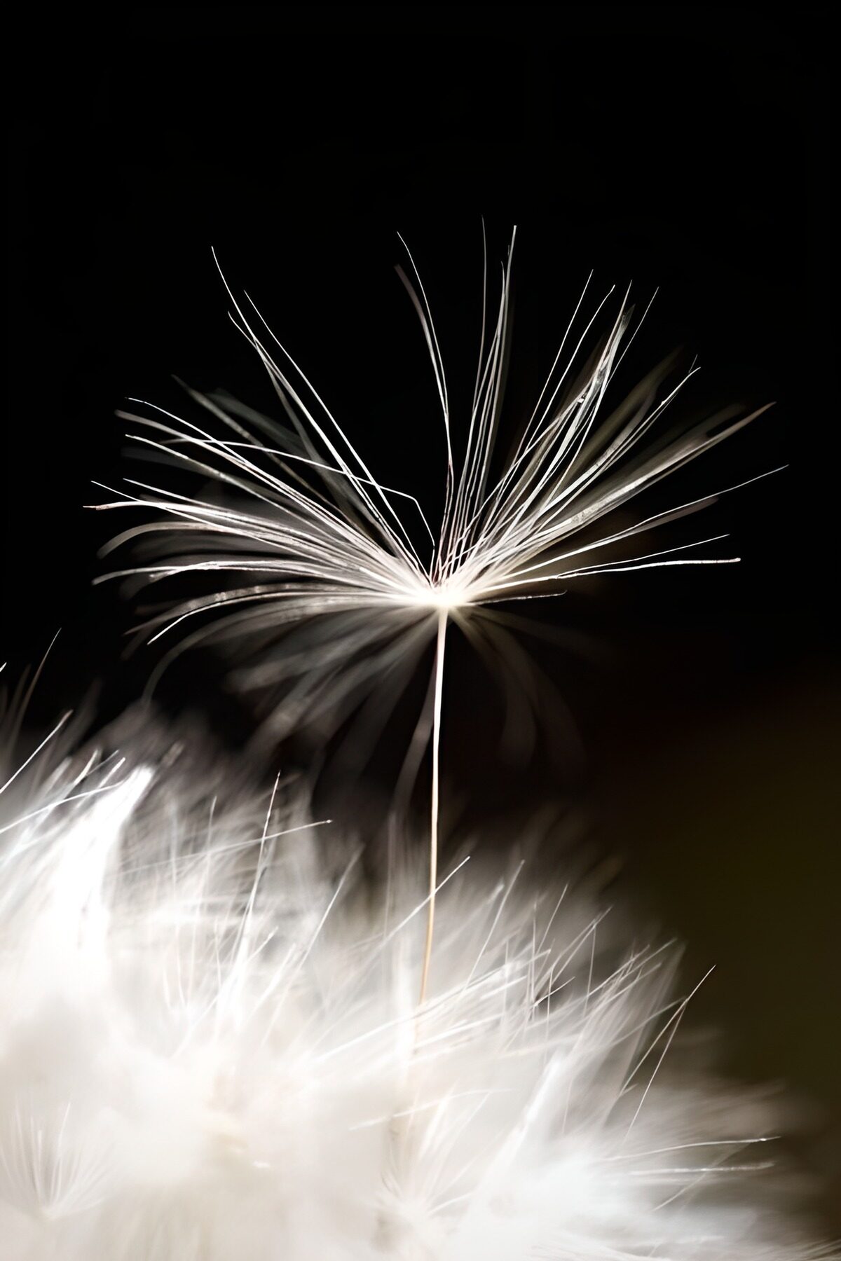 WCUK69021: Flower photo 142