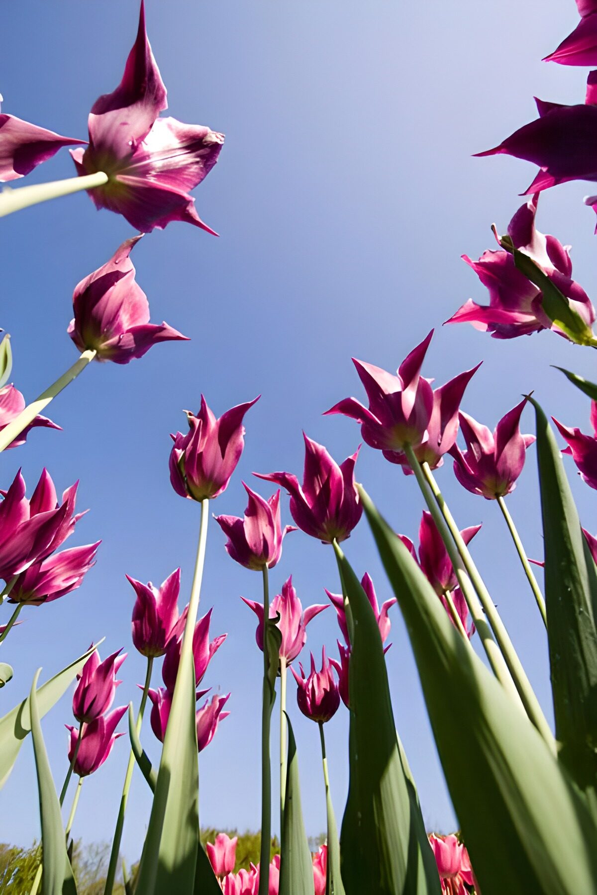 WCUK32241: Flower photo 122