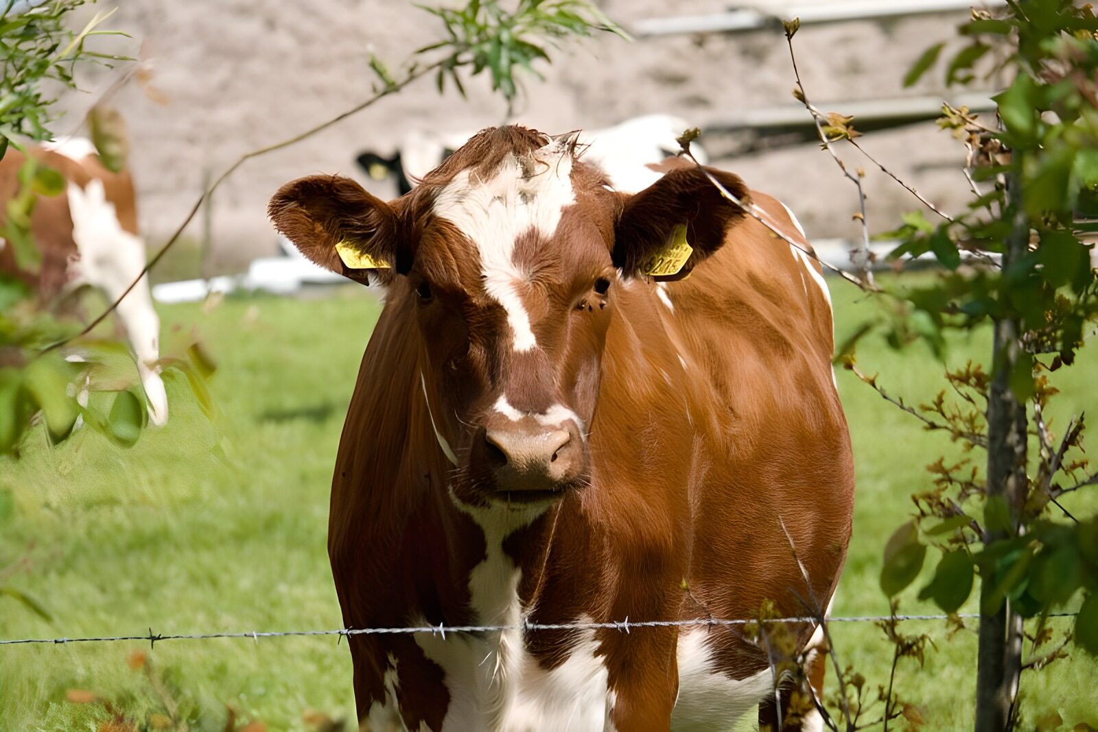 WCUK10936: Cow 12