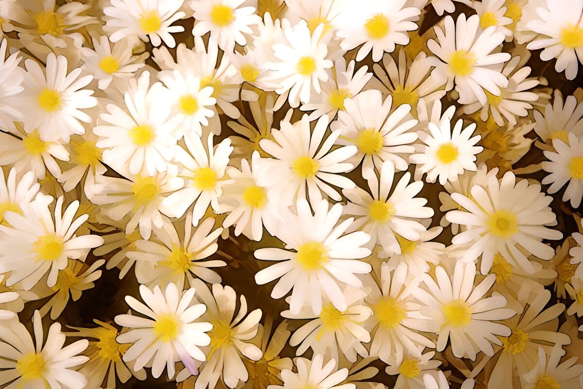 WCUK12127: Flowers photo 3