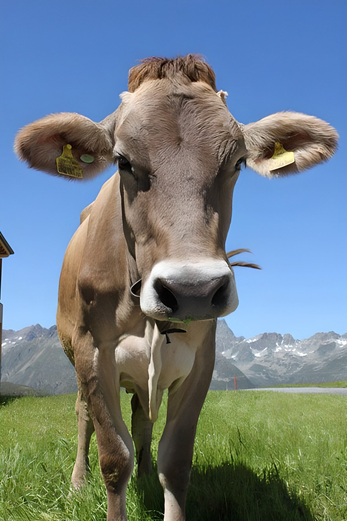 WCUK30617: Cow in Austrian Alps