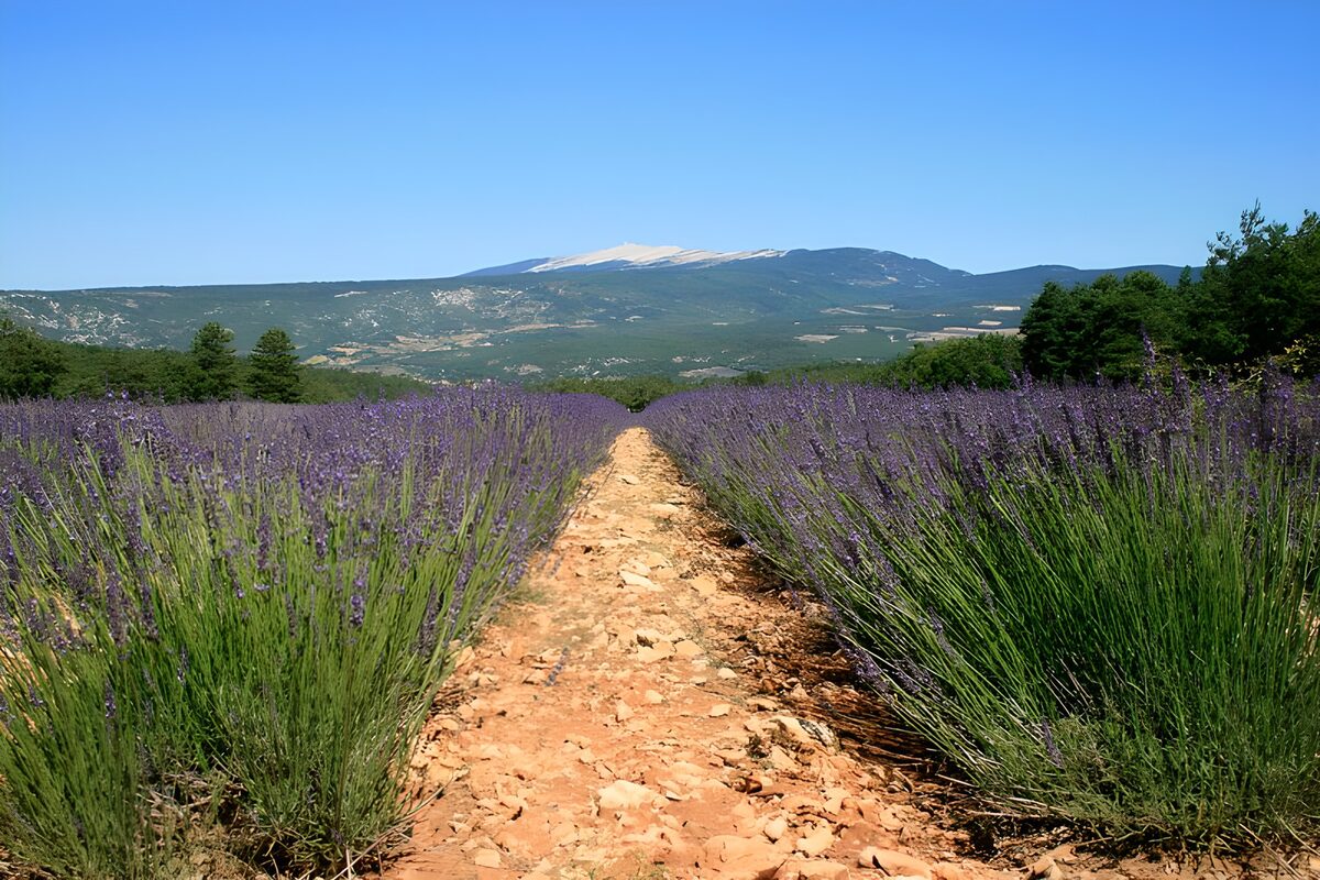 WCUK80954: Lavender fields 7