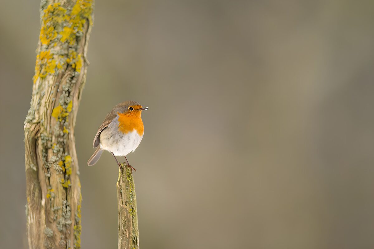 WCUK11890