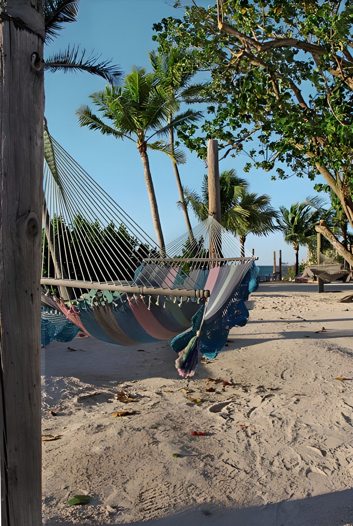 Hammock between two palm trees
