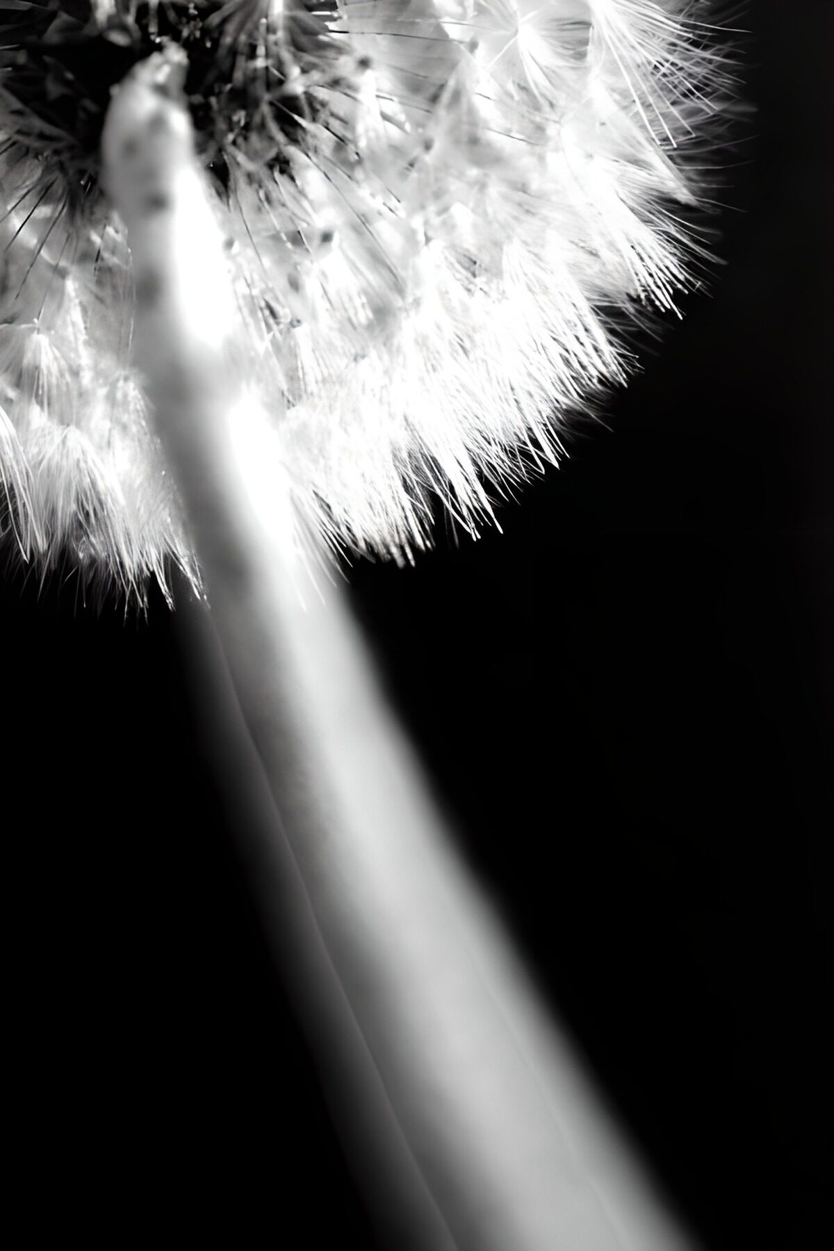 WCUK64493: Flower photo 140