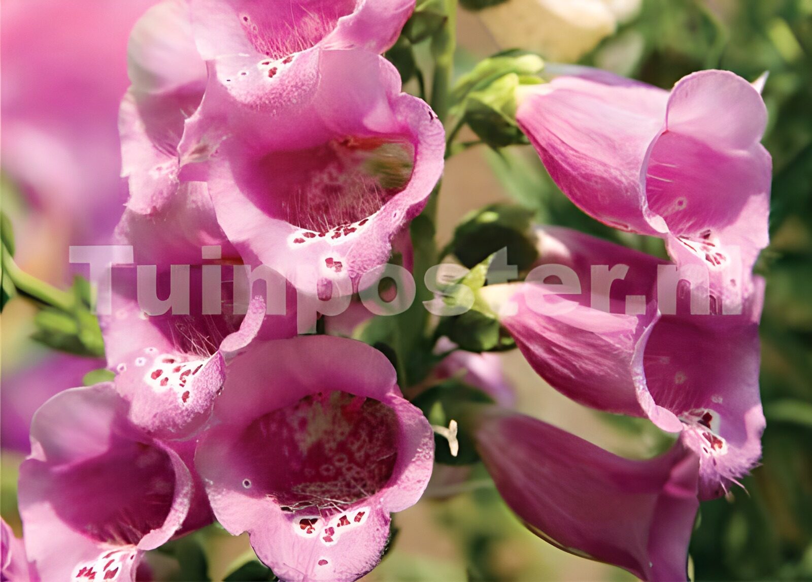 WCUK83916: Flower photo 36