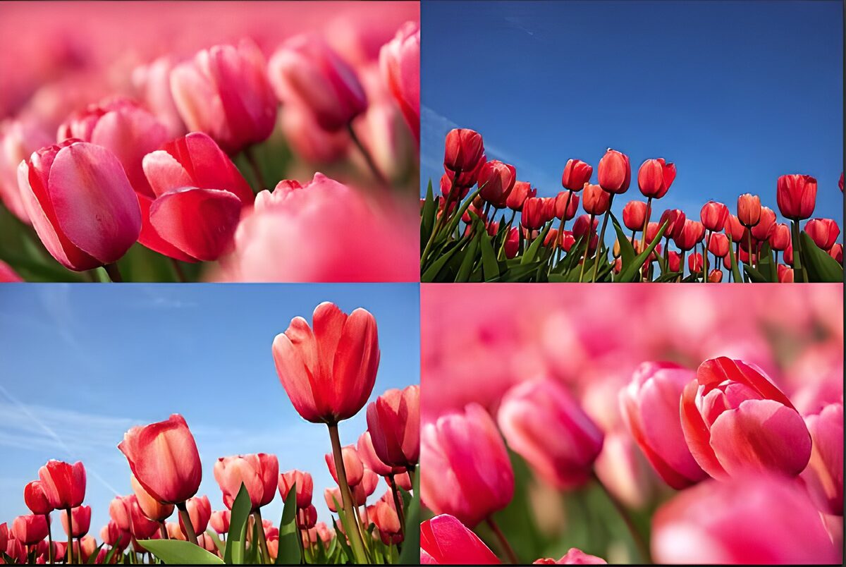 WCUK42016: Flower photo 23