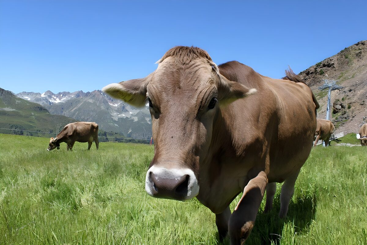WCUK43500: Brown cow in alpine meadow