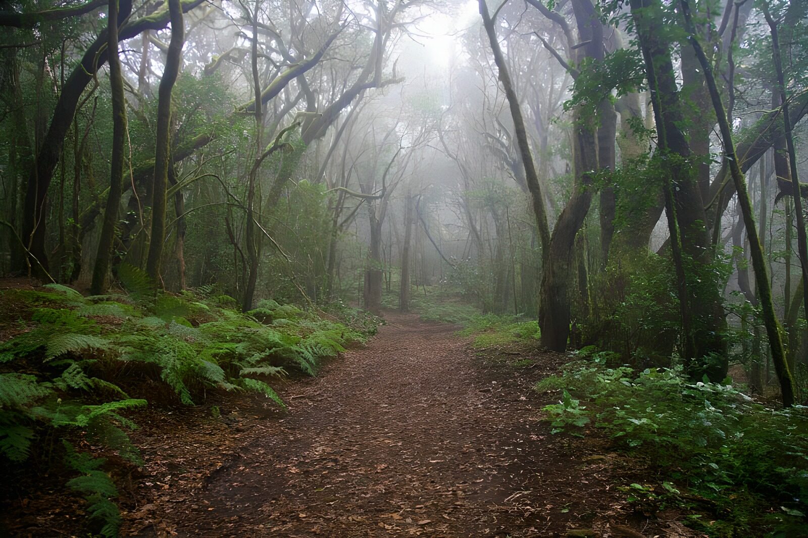 WCUK86471: La Gomera 17