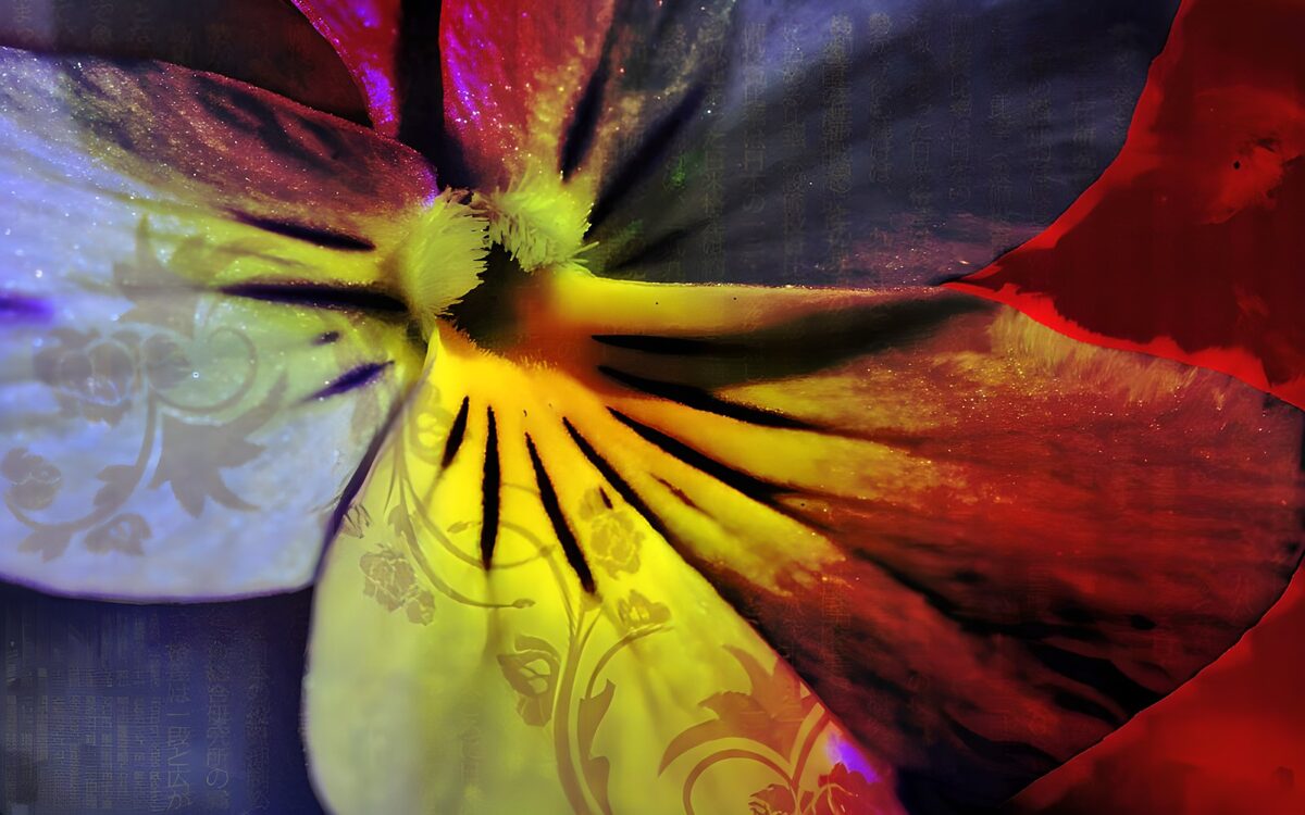 WCUK39760: Flower photo 34