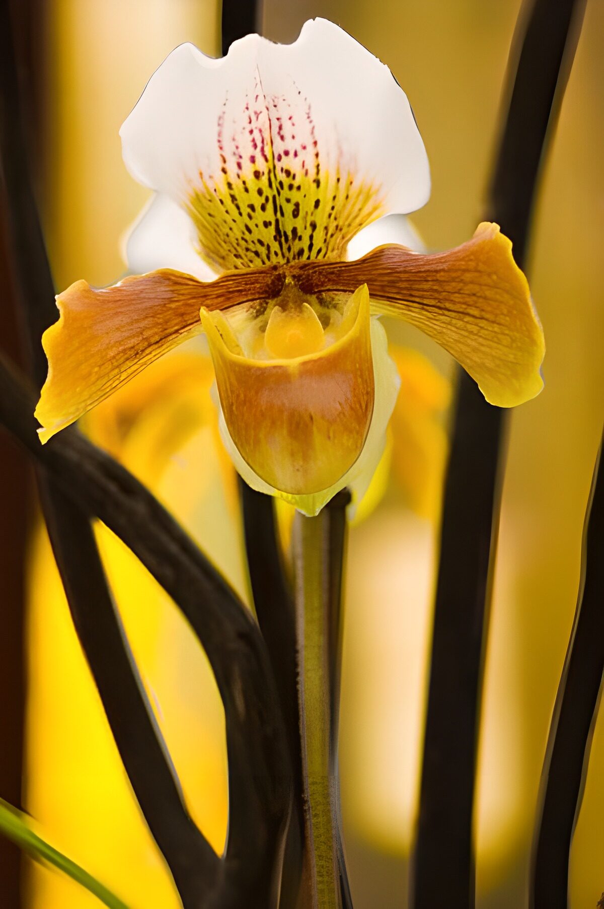 WCUK27897: Flower photo 159