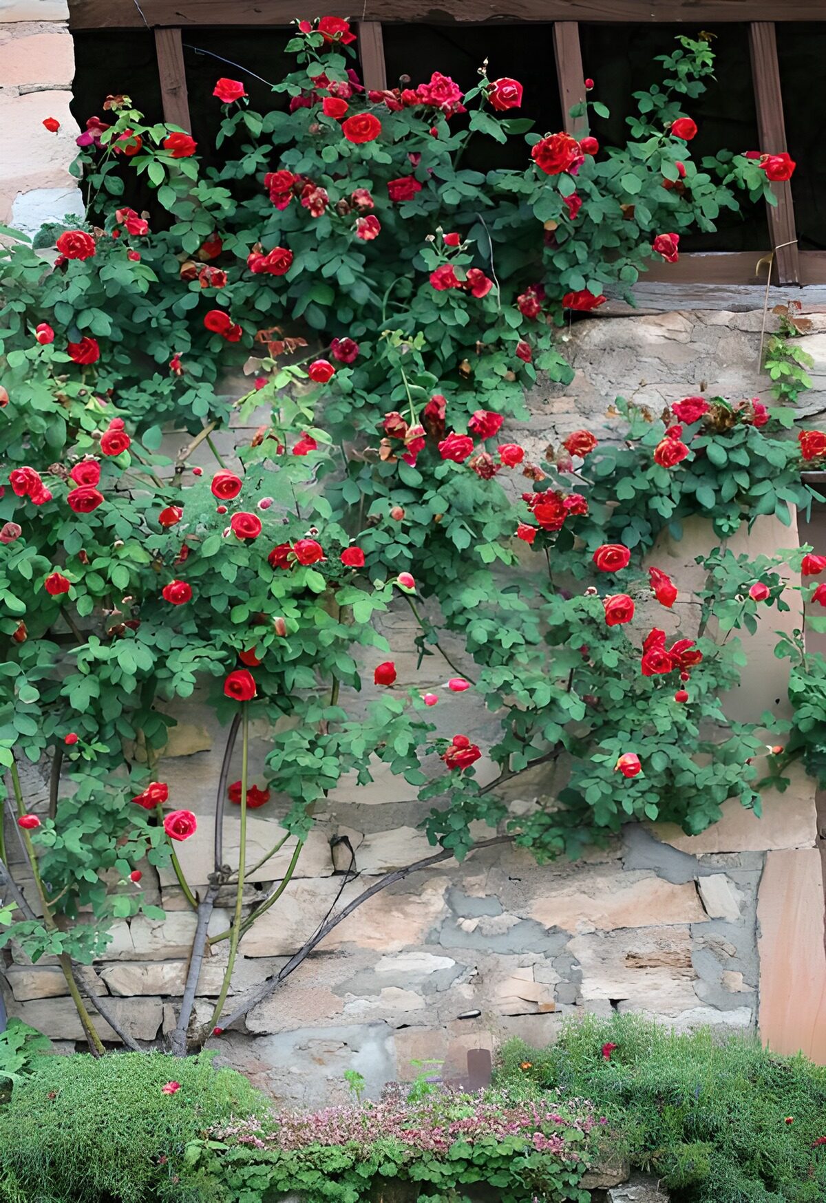 WCUK18850: Climbing red rose up against wall